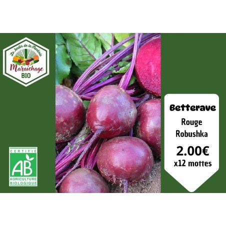 Betterave rouge "Robushka" x12 Mottes