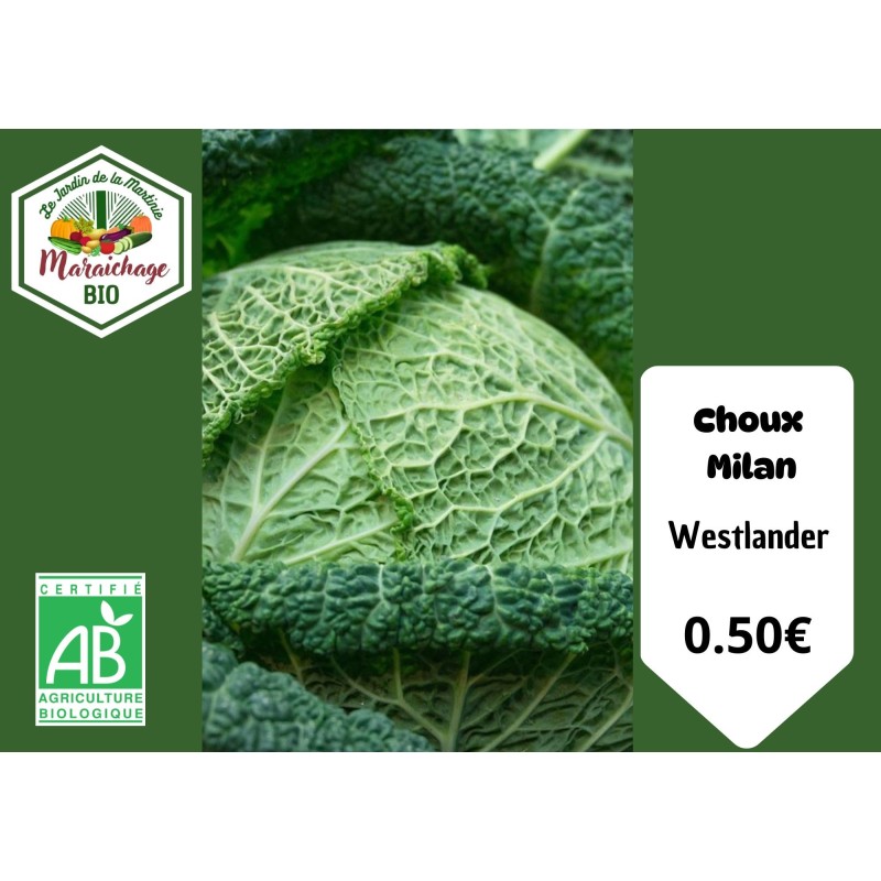 Choux Milan " Westlander"
