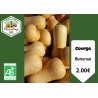 Courge "Butternut"