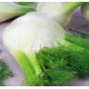 Fenouil
