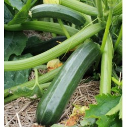 Courgette verte