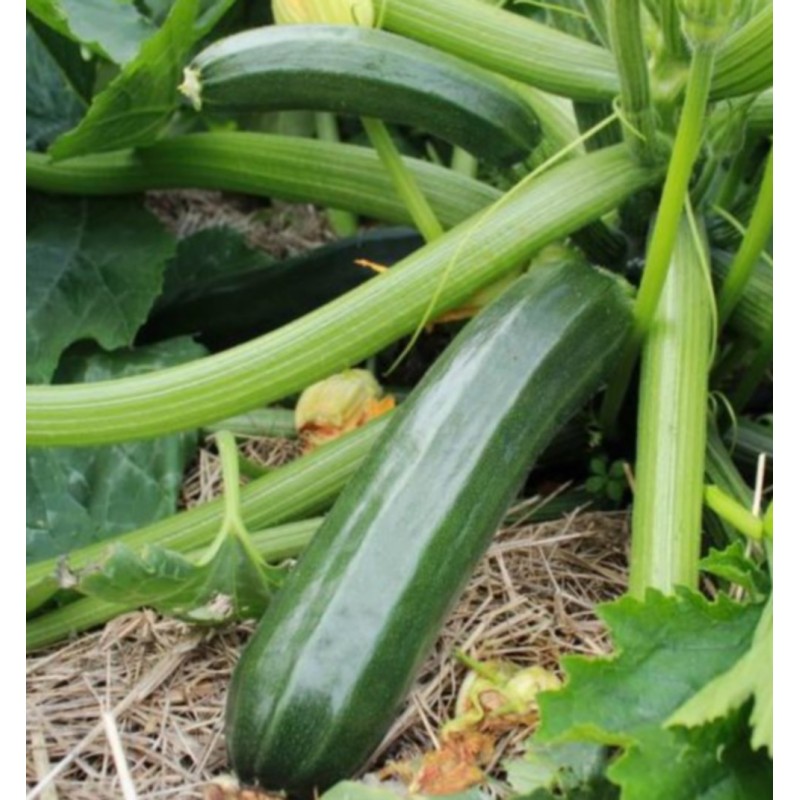 Courgette verte