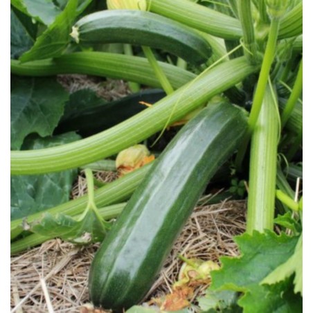 Courgette verte