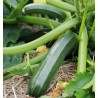 Courgette verte