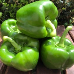 Poivron vert 500gr