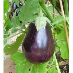 Aubergine 500gr