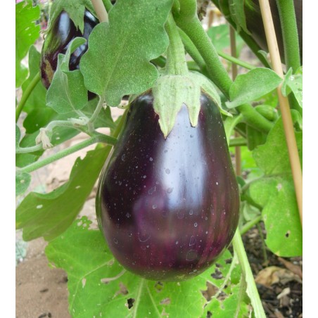 Aubergine 500gr