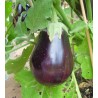 Aubergine 500gr