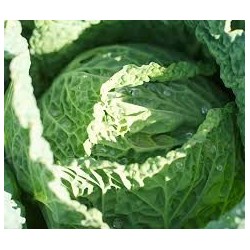 Chou de milan unité (env 1.5 kg - 2k )
