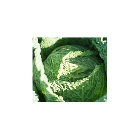 Chou de milan unité (env 1.5 kg - 2k )