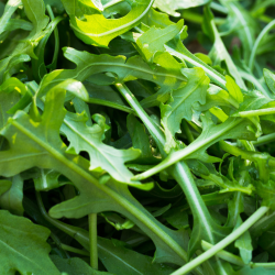 Roquette 200gr