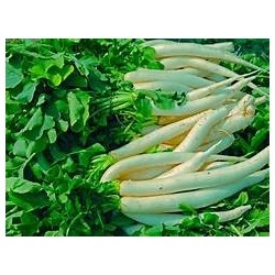Radis blanc 300gr