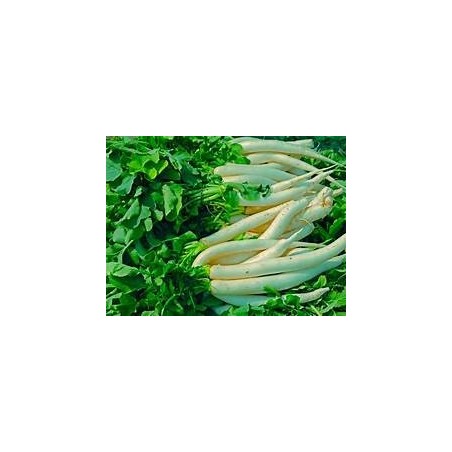 Radis blanc 300gr