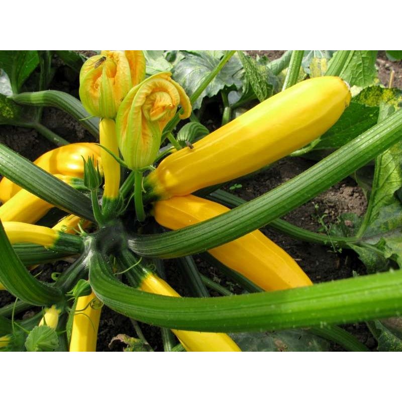 Courgette jaune 1kg
