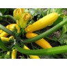 Courgette jaune 1kg