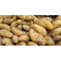 Pommes de terre  nouvelles 1kg