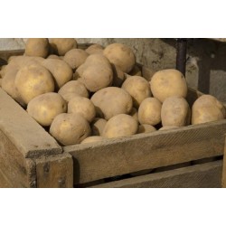 Pommes de terre  1kg  conservation