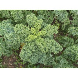 Choux Kale botte