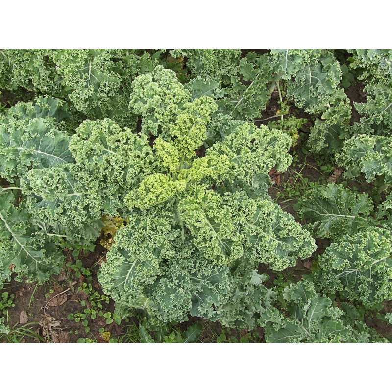 Choux Kale botte