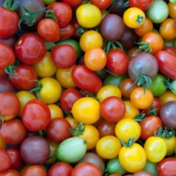 Tomate cerises 250gr