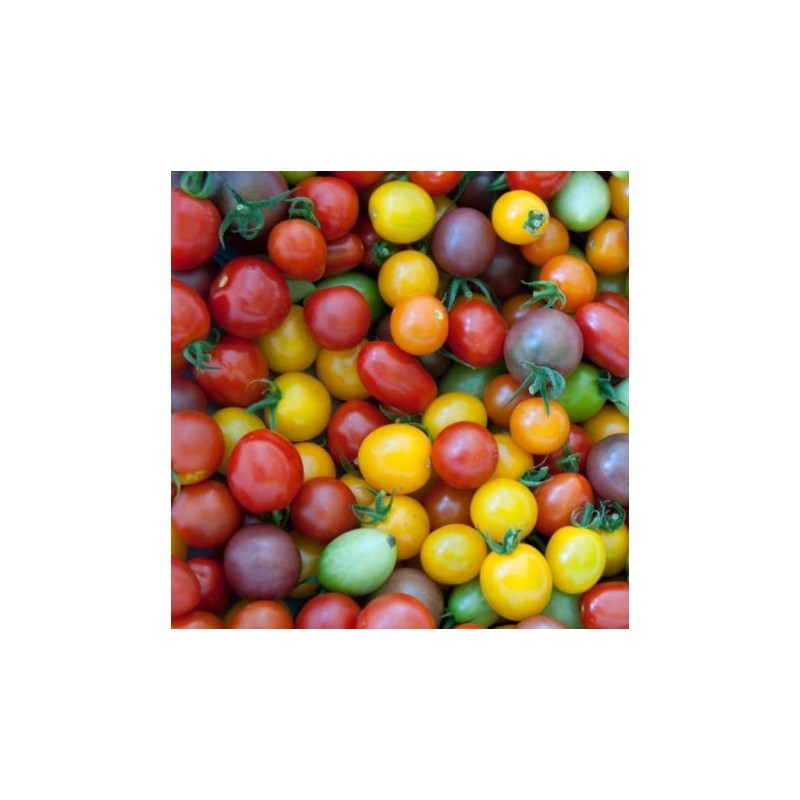 Tomate cerises 250gr