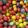 Tomate cerises 250gr
