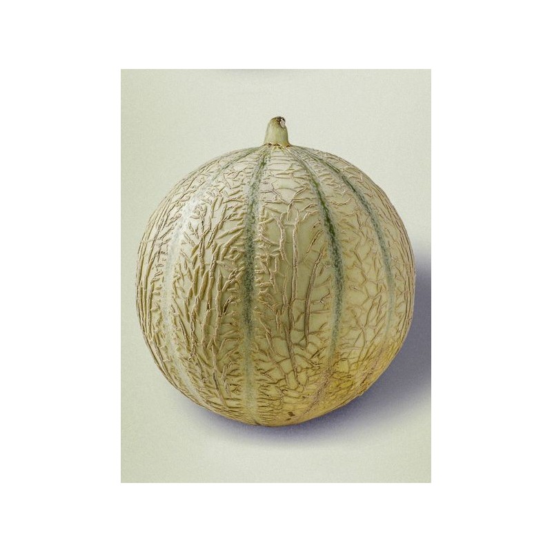Melon