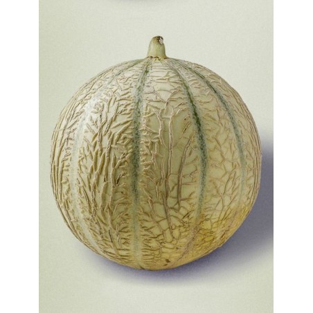Melon