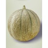 Melon