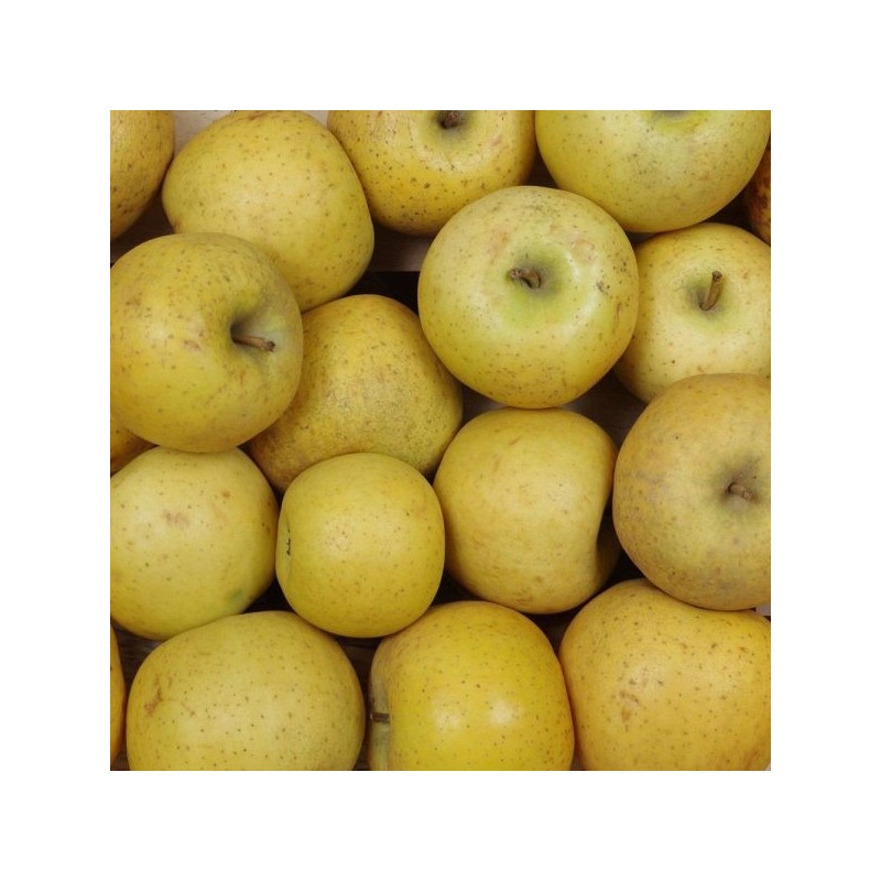 pomme belchard 1kg