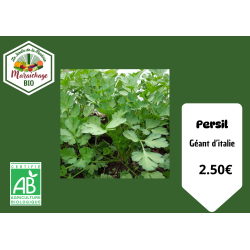 Persil pot rond