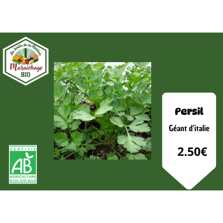 Persil pot rond