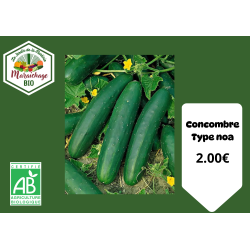 Concombre Type Noa " Marketmore"