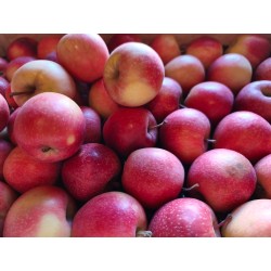 Pomme gala 1kg