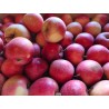 Pomme gala 1kg