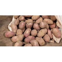 Pommes de terre "delila"