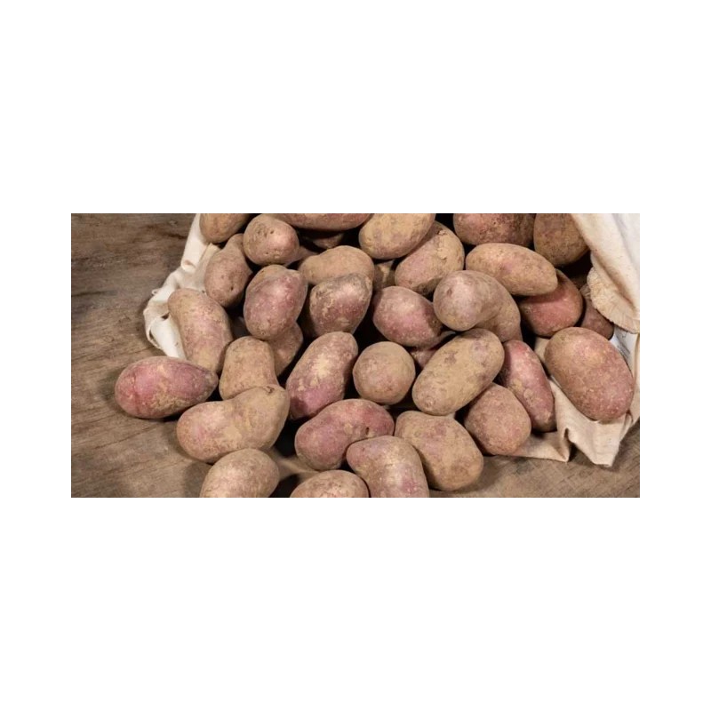 Pommes de terre "delila"