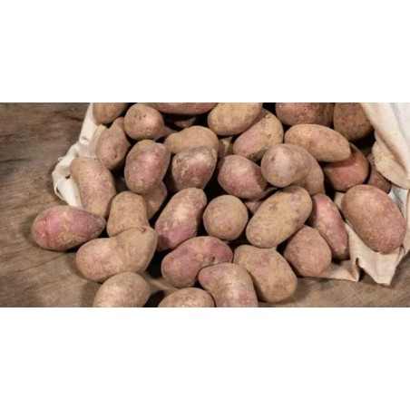 Pommes de terre "delila"