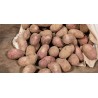 Pommes de terre "delila"