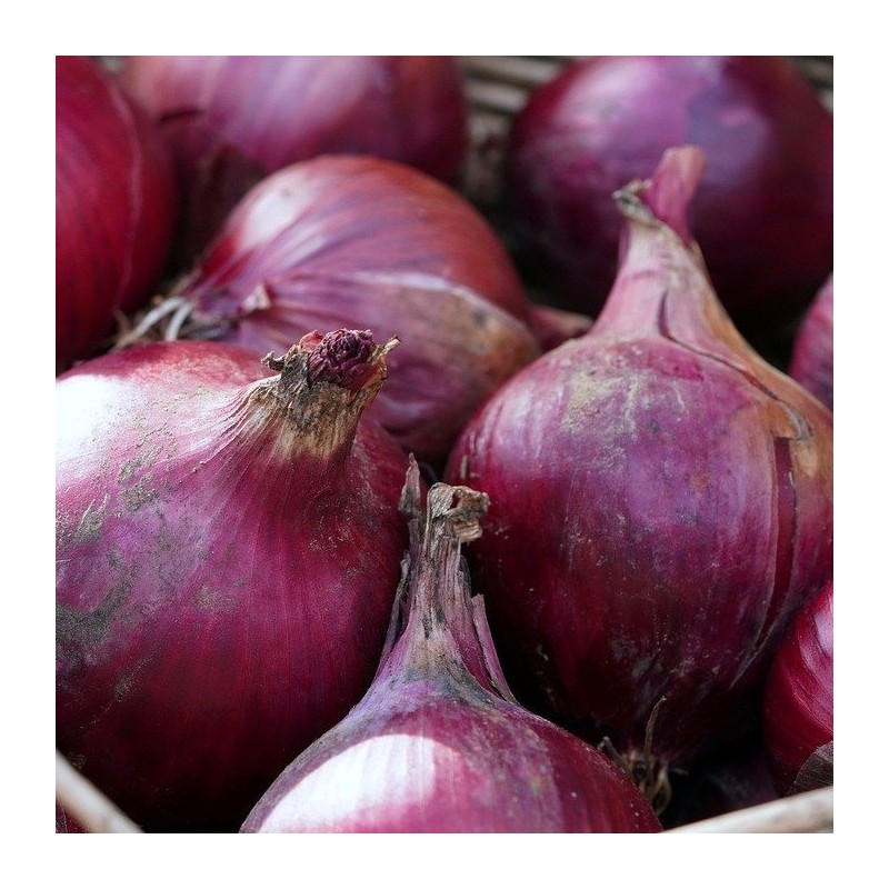 Oignons rouge