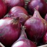 Oignons rouge