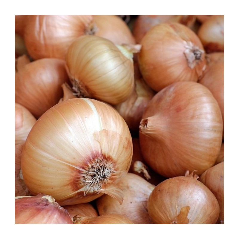 Oignons jaune
