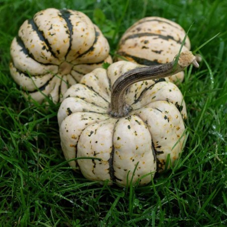 Courge patidou