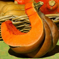 Courge musacade de provence